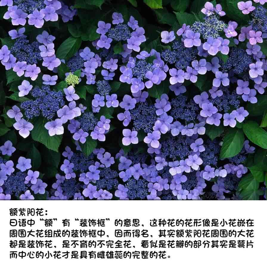 梅子和小桃的日常生活 - 第17话 - 第11张图