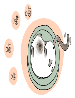 ã